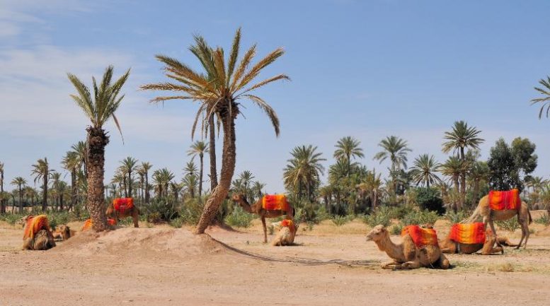 Montar en camello en Marrakech