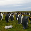 Pinguinos de las Islas Malvinas