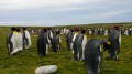 Pinguinos de las Islas Malvinas