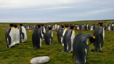 Pinguinos de las Islas Malvinas