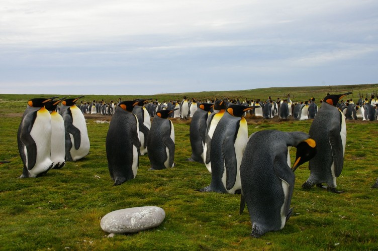 Pinguinos de las Islas Malvinas