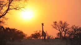 De safari por Zambia