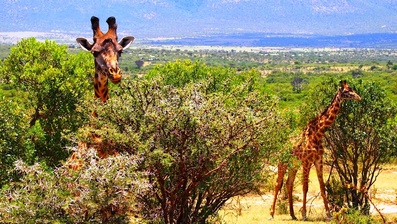 Fauna en el Masai Mara