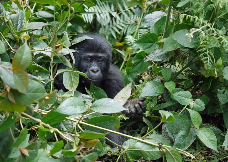 Gorilas en su hábitat