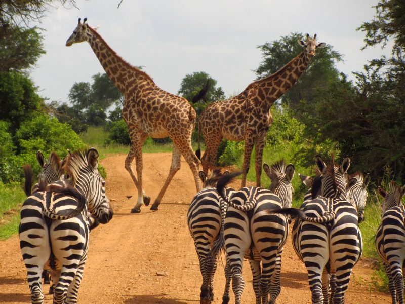 Fauna en el Serengueti en Tanzania