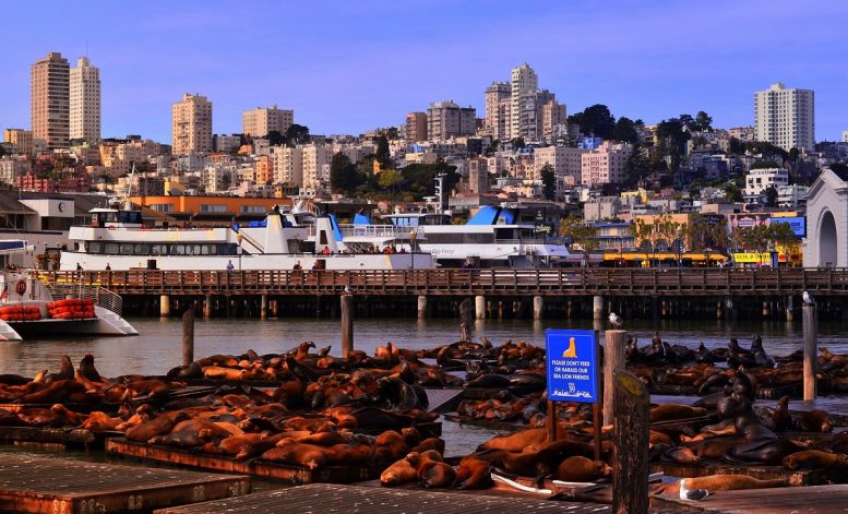 Leones marinos en Pier 39, San Francisco