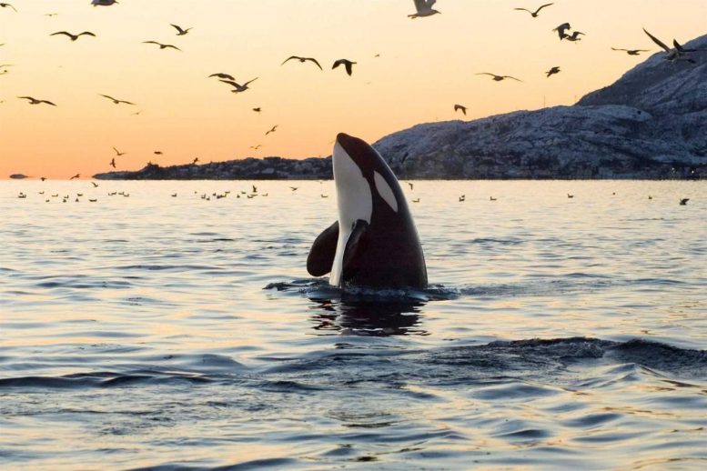 Orca en el mar en Canadá