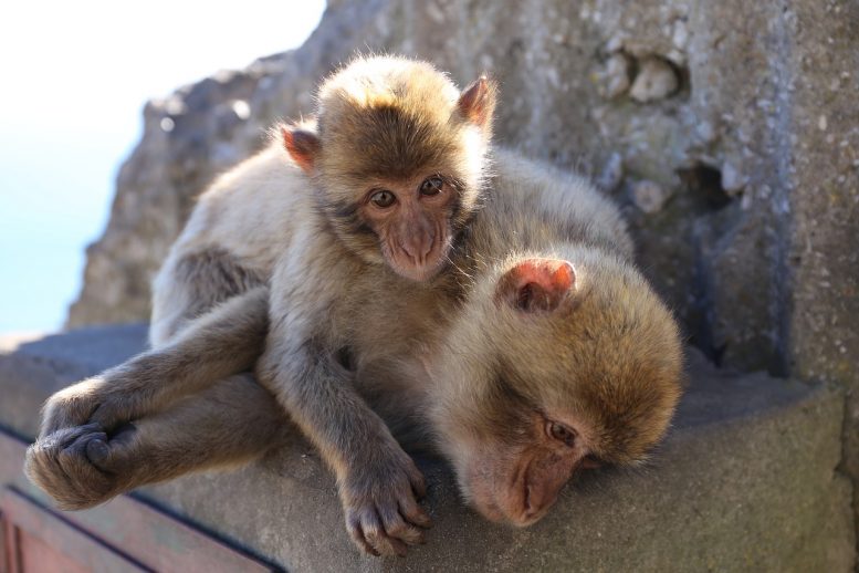 Qué ver en Gibraltar