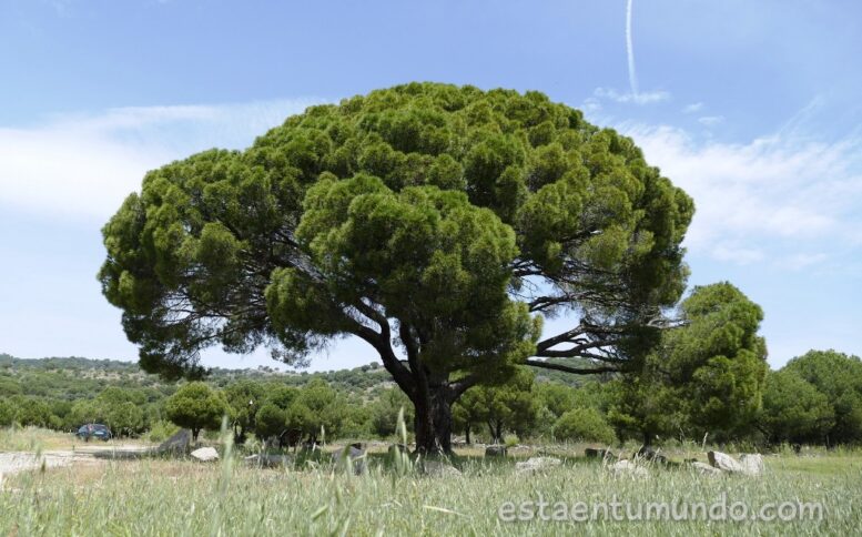 Qué ver en El Hoyo de Pinares