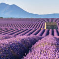 Campos de lavanda Tolosa