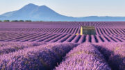 Campos de lavanda Tolosa