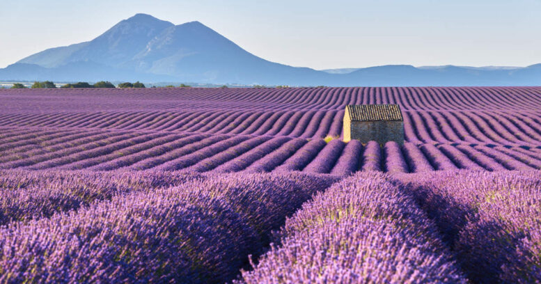 Campos de Lavanda de la Provenza Campos de Lavanda de la Provenza