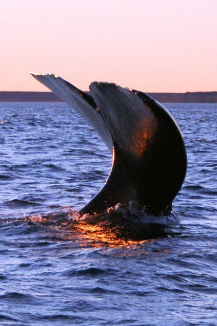 Avistamiento de ballenas en excursión desde Puerto Madryn