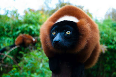 Artis Royal Zoo, Holanda