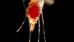 Mosquito que trasmite la enfermedad del dengue, aedes aegypti