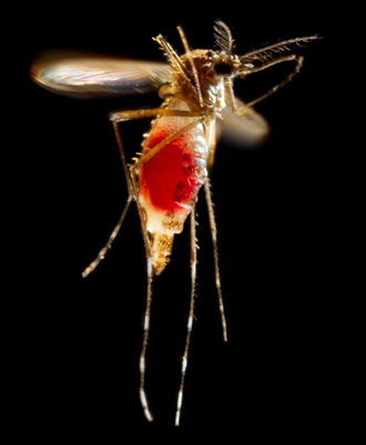 Aedes aegypti, mosquito del dengue