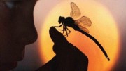 Mosquito transmitiendo enfermedades