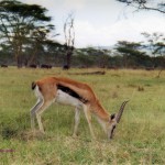 Antilope comiendo en un Parque Natural