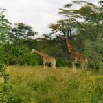 Jirafas comiendo en Kenia