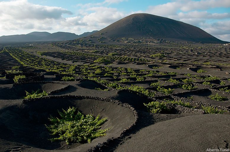 La Geria, forma tradicional de cultivo, Lanzarote, Canarias