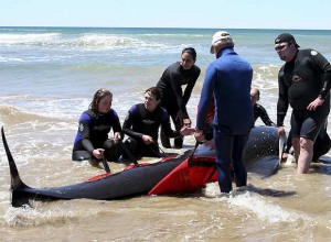 Salvamento de ballenas varadas