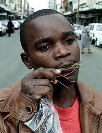 Miraa, droga legal en Kenya