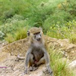 Mono en Kenya