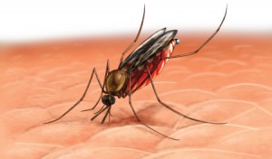 Anófeles, mosquito de la malaria