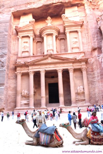 Camellos en Petra Jordania